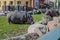 An adult hippopotamus grazes on the lawn in the zoo on a sunny day