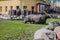 An adult hippopotamus grazes on the lawn in the zoo on a sunny day