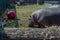 Adult hippopotamus on the lawn in the zoo with a red ball