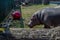 Adult hippopotamus on the lawn in the zoo with a red ball