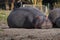 Adult hippos lounging side by side on a sandy riverbank in Africa