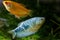 Adult honey gourami and three spot gourami, popular ornamental fish, feeler-like ray on pelvic fin, low light planted background