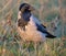 Adult Hooded crow corvus cornix stands in grass on the ground in evening sunset light