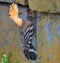Adult Hoopoe feeding his nestling through the hole in wall