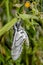 Adult Hornworm Moth flying from one tomato plant to another laying eggs.