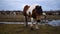 Adult horse graze poor grass in pasture then walks toward camera