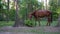 Adult horse grazing in the local park