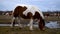 Adult horse or mare graze grass in pasture against cow herd