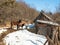 Adult horse stands next to the foal