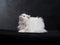 Adult house Persian cat of a white color