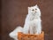 Adult house Persian cat of a white color