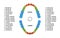 Adult human teeth dentition anatomy. Adult upper and lower jaw parts - molar, bicuspid, cuspid and incisor teeth