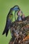 Adult hummingbird feeding two chicks in the nest, Green Violet-ear, Colibri thalassinus, Savegre, Costa Rica