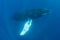 Adult Humpback Whale in Clear, Sunlit Water