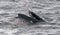 Adult Humpback Whale surface feeding, Antarctic Peninsula