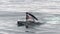 Adult Humpback Whale surface lunge feeding, Antarctic Peninsula