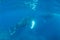 Adult Humpback Whales Near Surface in Clear, Sunlit Water