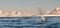 Adult Humpback Whales surfacing and spouting,Antarctic Peninsula
