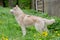 Adult Husky gray standing in the grass