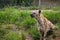 Adult hyena waiting for food behind wired fence. 