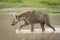 Adult hyena walking through brown water in Ngorongoro Crater in Tanzania