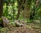 Adult iguana basking in the Mexican jungle