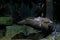Adult iguana calmly lies on a branch. Dark lighting, light falls only on the animal