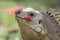 Adult Iguana eating red hibiscus flower