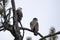 Adult and immature eagle in a tree