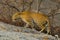 An adult Indian leopard with its twisted tail gracefully walking on a rock