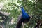 Adult Indian peafowl male (Pavo cristatus) surveying its surroundings : (pix Sanjiv Shukla)