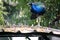 Adult Indian peafowl male (Pavo cristatus) surveying its surroundings : (pix Sanjiv Shukla)