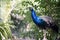 Adult Indian peafowl male (Pavo cristatus) surveying its surroundings : (pix Sanjiv Shukla)