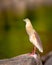 adult Indian Pond Heron or Ardeola grayii bird in breeding plumage and natural green background perched on big rock in golden hour