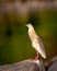 adult Indian Pond Heron or Ardeola grayii bird in breeding plumage and natural green background perched on big rock in golden hour