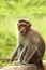 Adult indian rhesus macaque monkey(macaca mulatta)