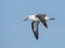 Adult Indian Yellow nosed Albatross