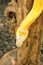 Adult individual snake strangler on dry branch. Close up of a yellow snake boa wrapped around a tree branch and looking arround.