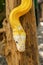 Adult individual snake strangler on dry branch. Close up of a yellow snake boa wrapped around a tree branch and looking arround.