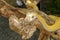 Adult individual snake strangler on dry branch. Close up of a yellow snake boa wrapped around a tree branch and looking arround.