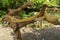 Adult individual snake strangler on dry branch. Close up of a yellow snake boa wrapped around a tree branch and looking arround.