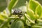 Adult insect, leaf beetle. Beetles feed on buds, shoots, leaves, and fruits