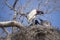 Adult Jabiru Stork Preening in Nest while Chicks Watch