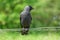 Adult jackdaw sitting on wire fence