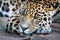 An adult jaguar Panthera onca resting