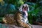 An adult jaguar Panthera onca roaring / yawning