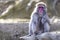Adult Japanese Macaque at Arashiyama Monkey Park Iwatayama in Kyoto, Japan