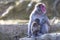 Adult Japanese Macaque at Arashiyama Monkey Park Iwatayama in Kyoto, Japan