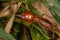 Adult Jawsnouted Termite