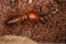 Adult Jawsnouted Termite